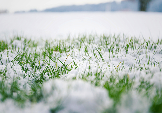 dormant lawn in Elgin